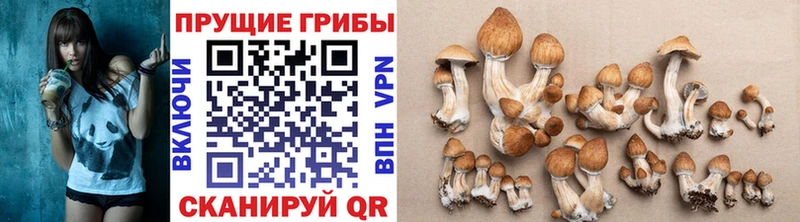 Галлюциногенные грибы мицелий  Гусев 