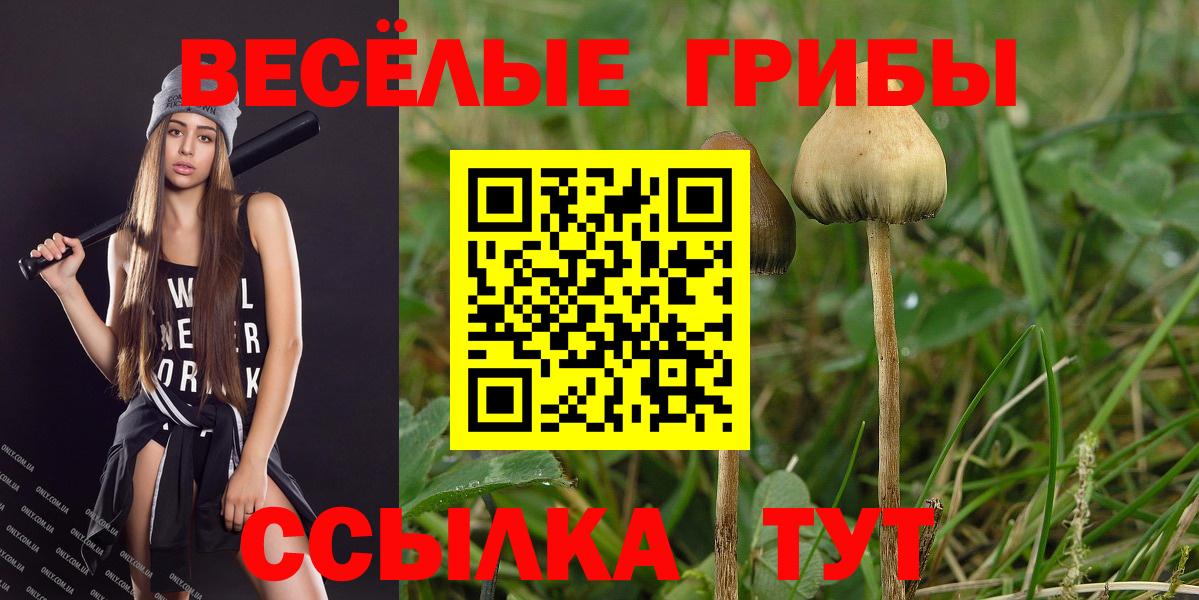 Галлюциногенные грибы Cubensis  купить наркотики цена  Галлюциногенные грибы Psilocybe  Гусев  Вход с VPN 